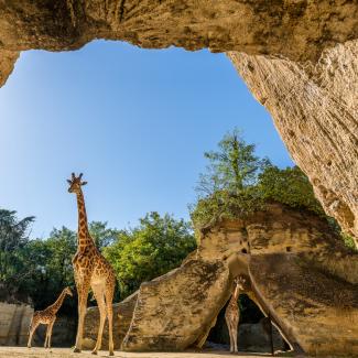 Bioparc near Angers