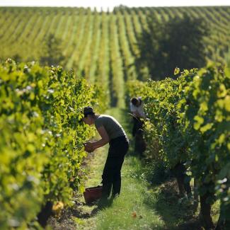 Loire valley wines