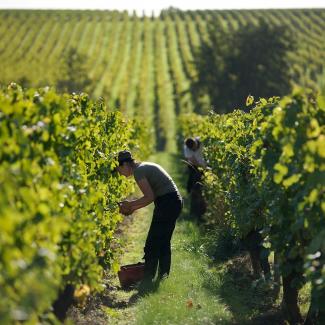 Loire valley wine routes