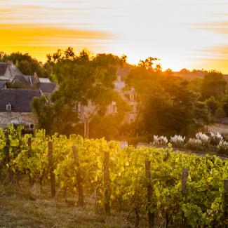 Vineyard guesthouses loire valley