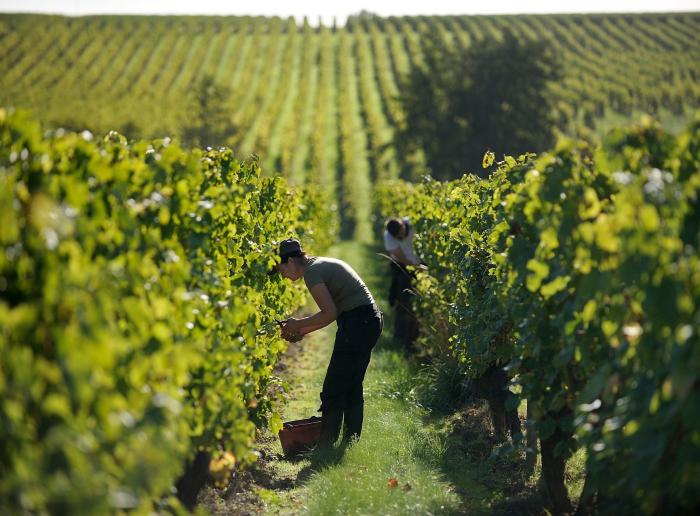 Wines & Vineyards
